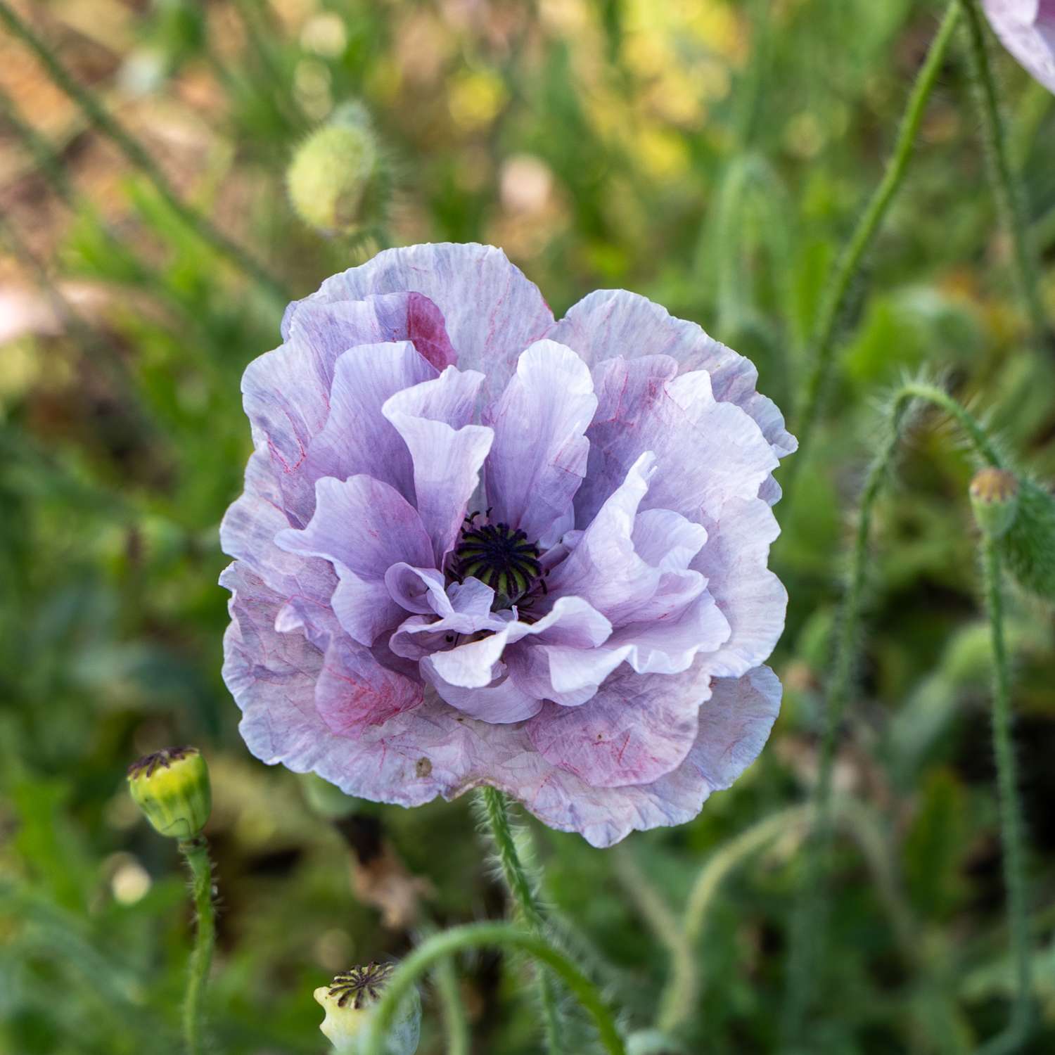 Peltounikko 'Amazing Grey' (siemen)